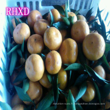 Mandarine Kino Mandarine Orange Agrumes de Chine